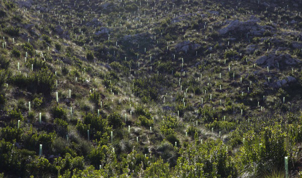Prevención de incendios Reforestación Arta