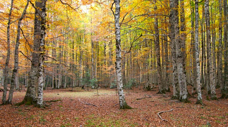 Bosque verde