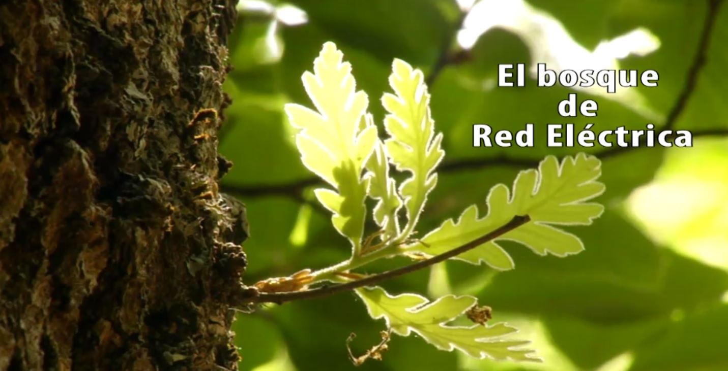 El bosque de Red Eléctrica