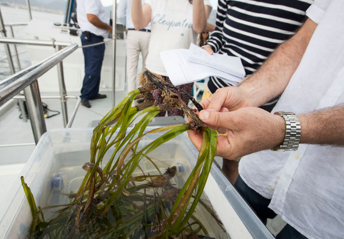 Cuidar la posidonia en verano