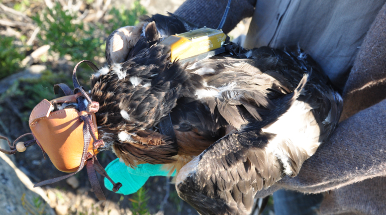 Águila azor perdicera con marcaje para su localización