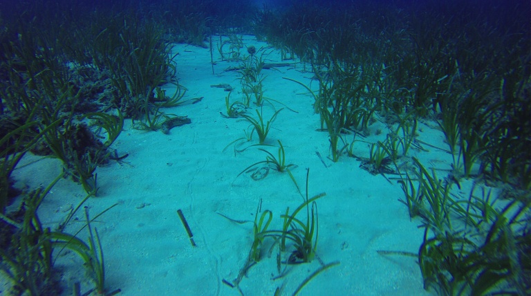 Ejemplares de posidonia recién plantados en la bahía de Santa Ponsa.