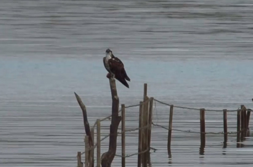 Águila pescadora