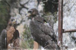 Águila de Bonelli Águila de Bonelli
