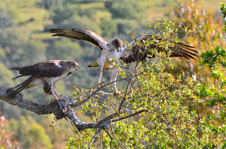 Águila azor perdicera