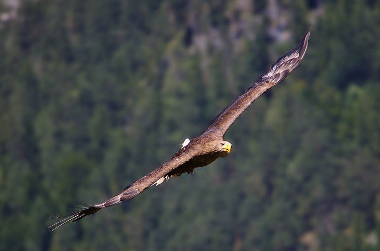 Águila real Águila real