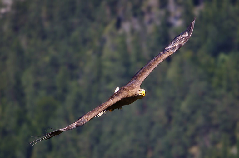 Águila real