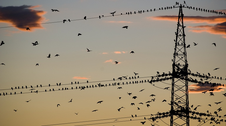 Las líneas eléctricas pueden ayudar a la conservación de algunas especies