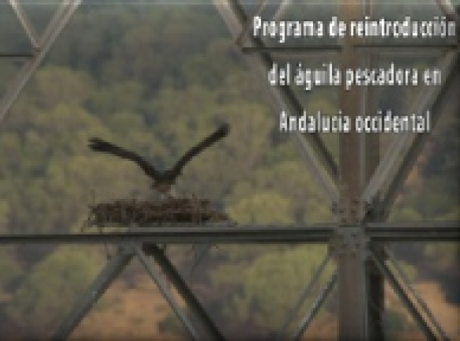 Vídeo "Programa de reintroducción del águila pescadora en Andalucía occidental" Ir al vídeo
