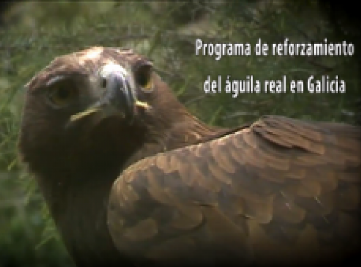 Video 'Programa de reforzamiento del águila real en Galicia' Ir al vídeo