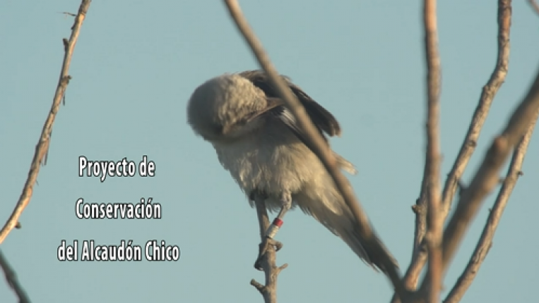 Vídeo Proyecto de Conservación del Alcaudón Chico Ir al vídeo