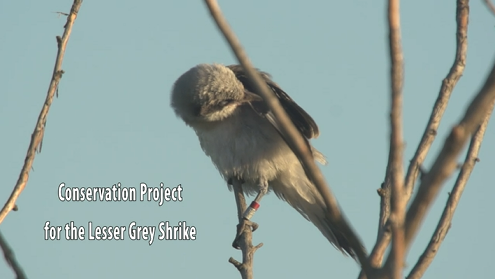 Conservation Project for the Lesser Grey Shrike Go to the video