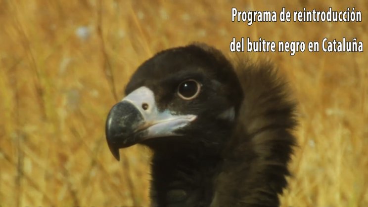 Video 'Programa de reintroducción del buitre negro en Cataluña' Ir al vídeo