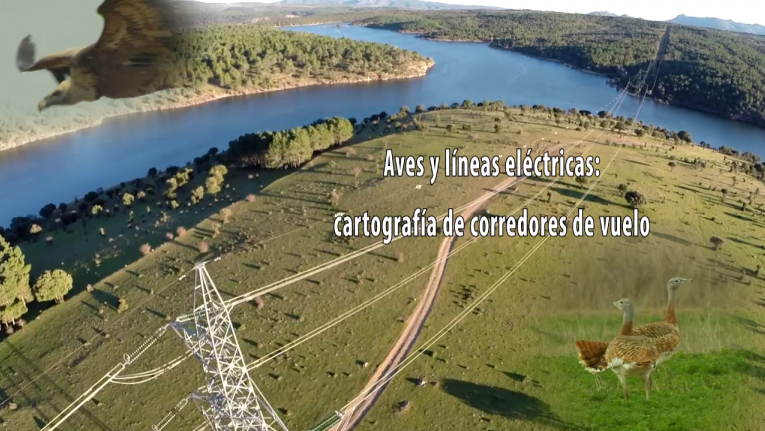 Vídeo Aves y líneas eléctricas: cartografía de corredores de vuelo Ir al vídeo