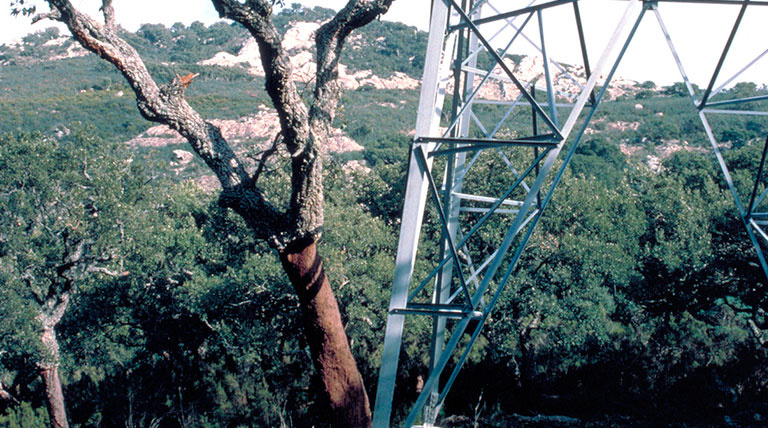 Torre de alta tensión en un bosque Abrir documento en nueva ventana