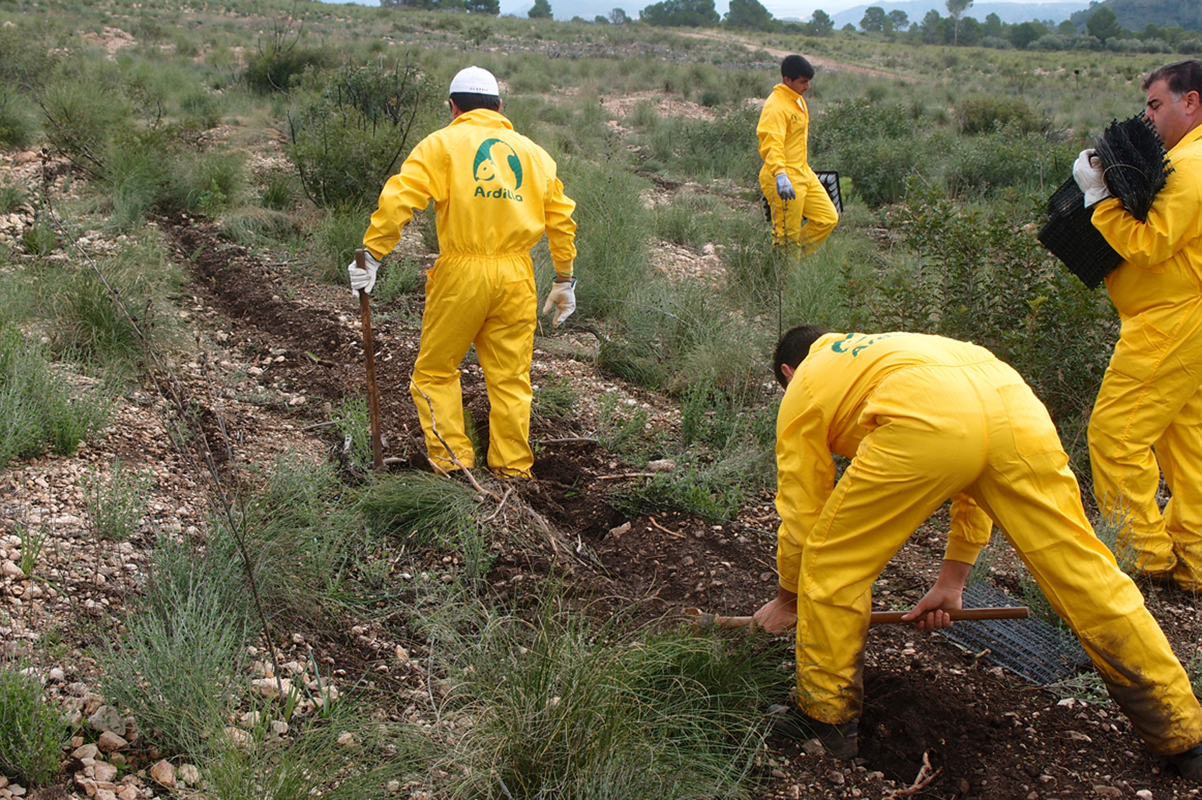 Trabajos de plantación del proyecto de reforestación de la sierra del Molino