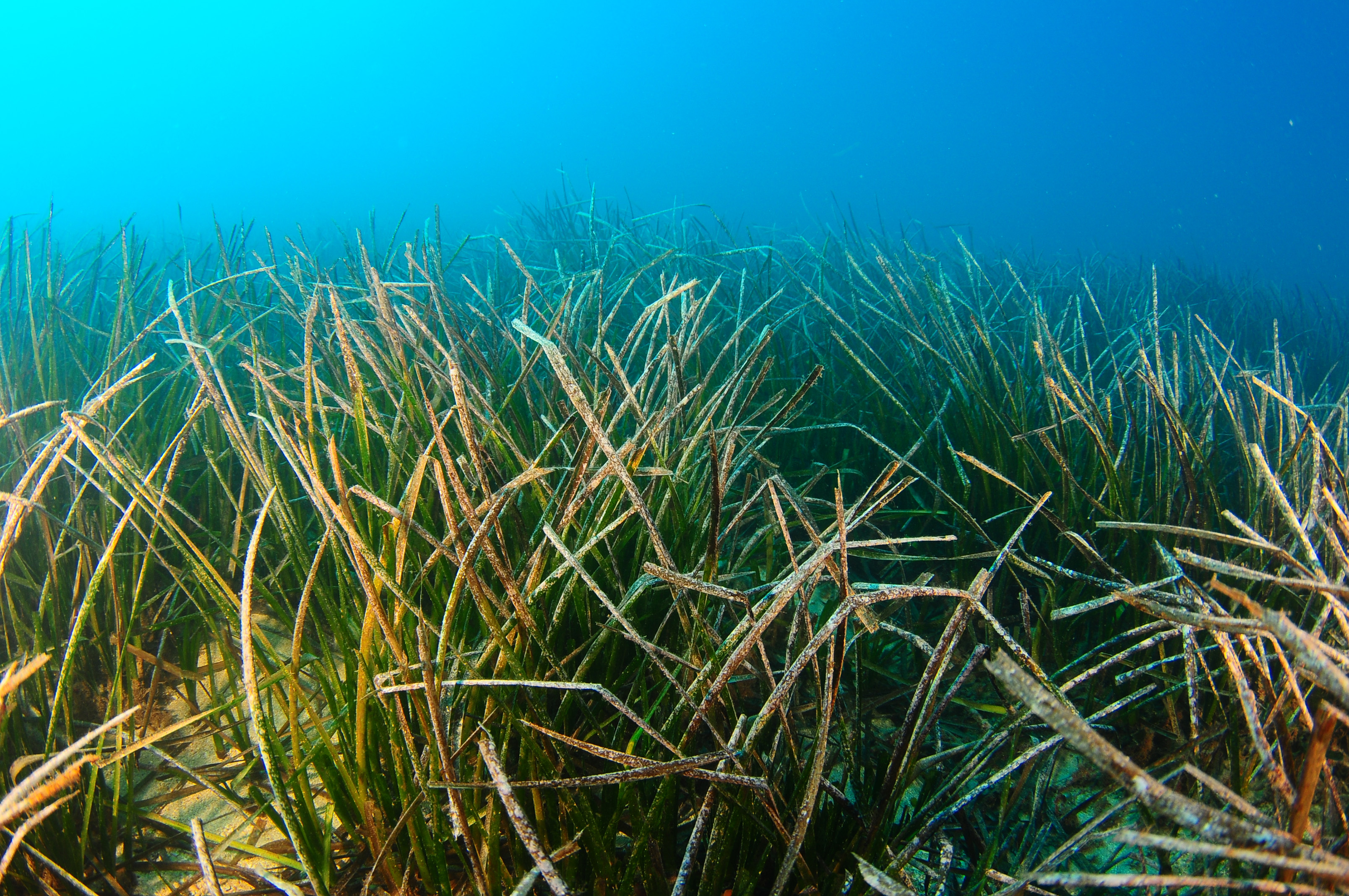 Pradera de posidonia oceánica.
