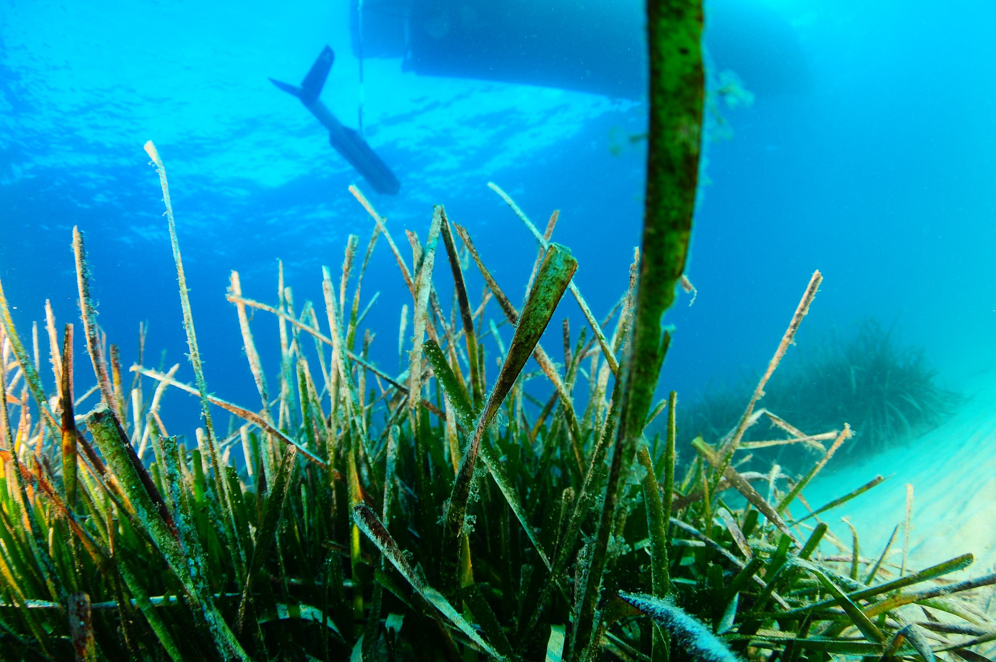 Actuaciones ambientales en las praderas de posidonia.