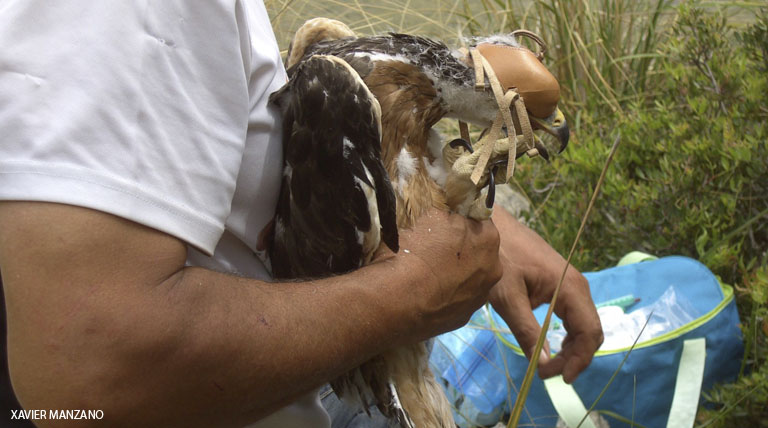 El primer ejemplar nacido en su hábitat natural de la Sierra de Tramontana es macho y ha sido bautizado con el nombre de Deià.