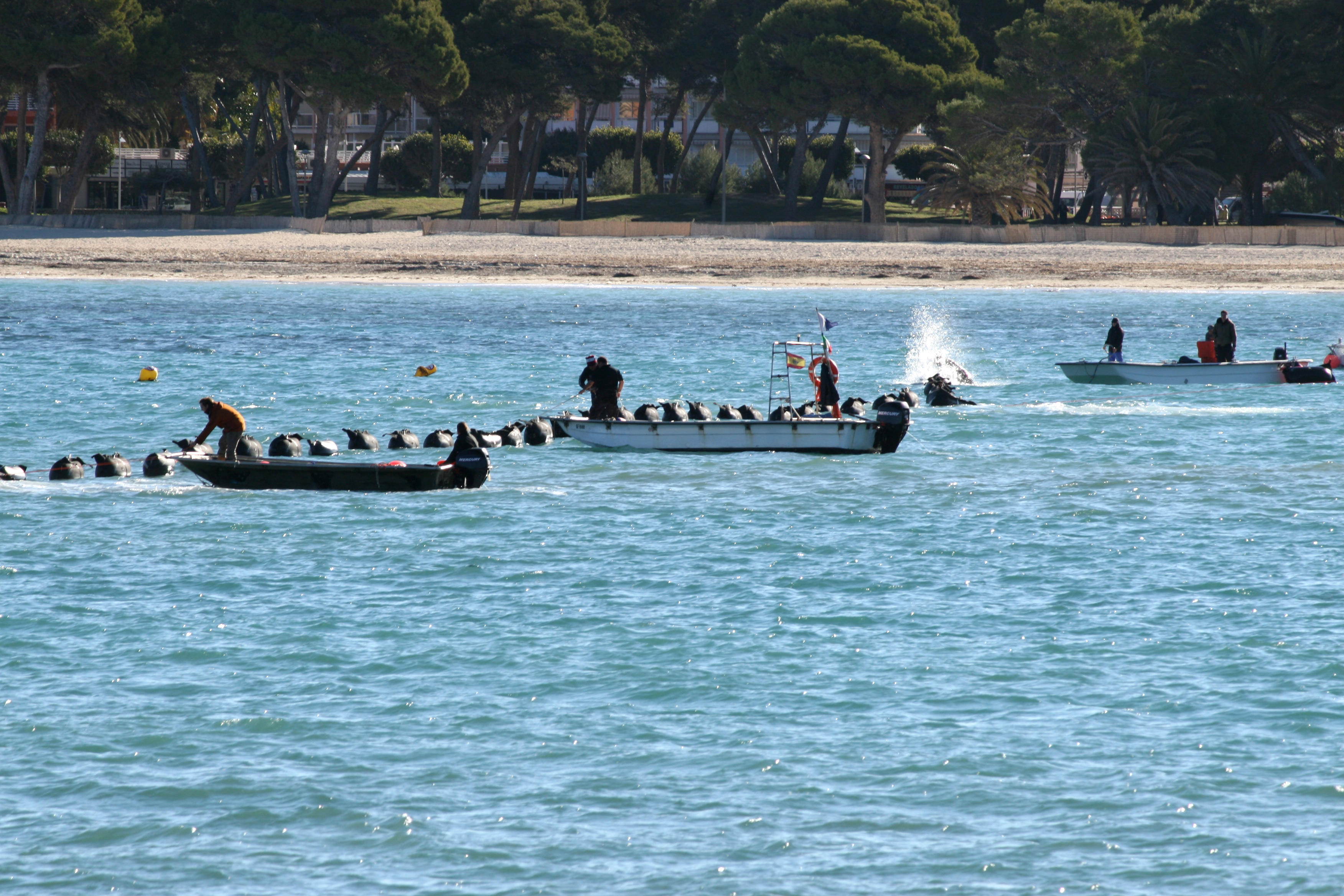 Un equipo de buzos se encarga de guiar el extremo del cable eléctrico hasta la playa de Santa Ponsa, en Mallorca, en el tendido del tercer cable submarino entre la Península y Baleares.