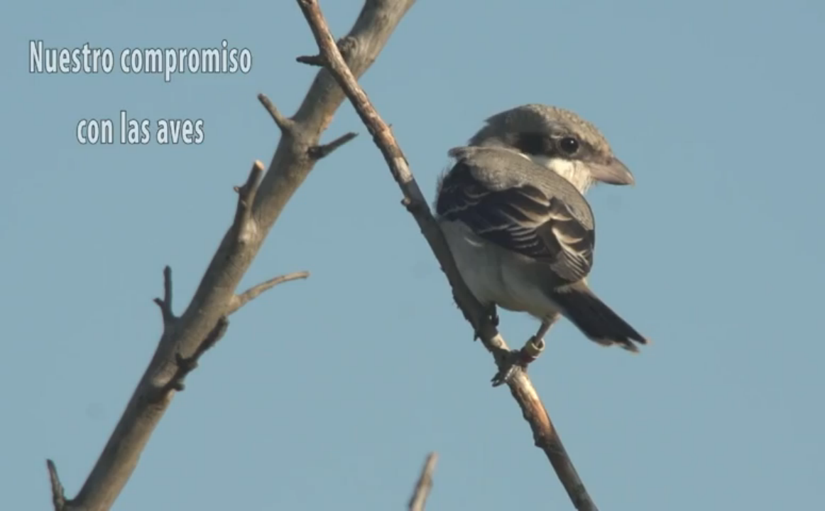 Compromiso con las aves