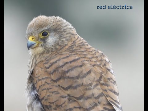 Preview image for the video "El cernícalo primilla utiliza las subestaciones de Red Eléctrica como dormideros".