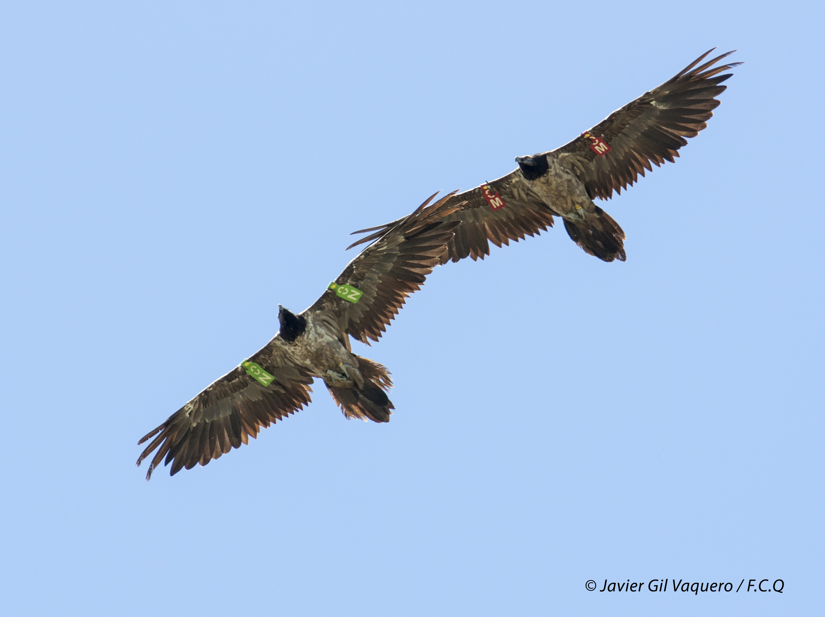 Dos quebrantahuesos volando