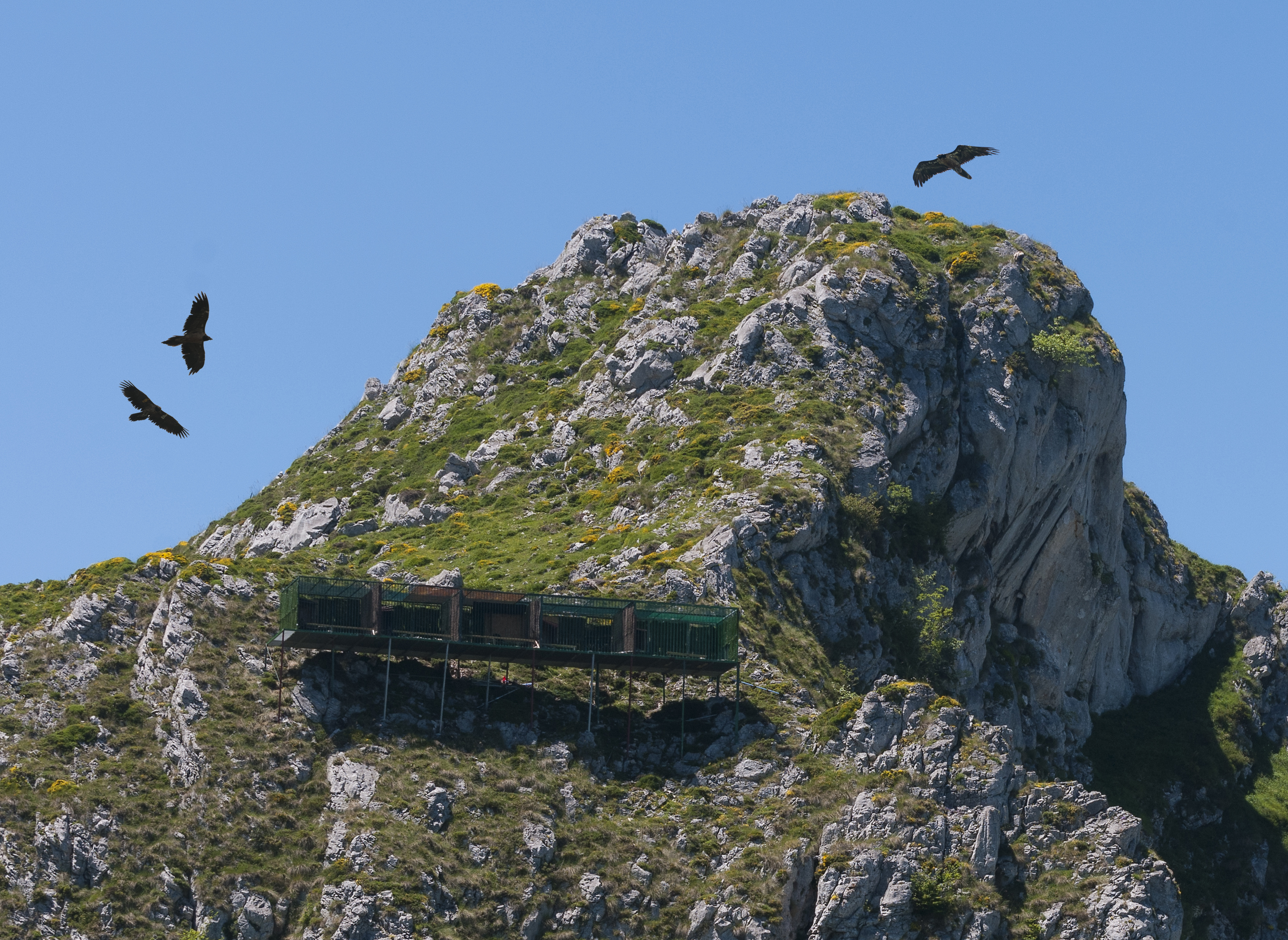 Quebrantahuesos volando