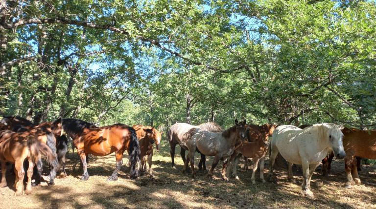 Caballos pastorean en la zona de La Robla (León).
