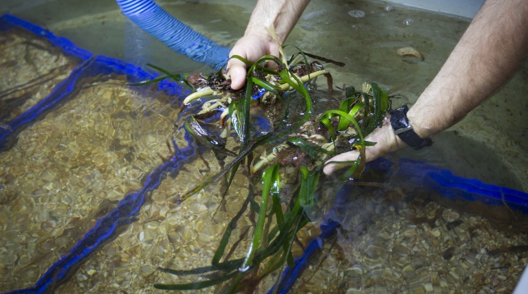 Muestra de 'Posidonia oceanica'.