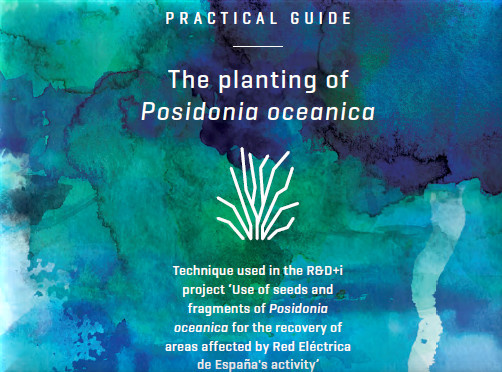 Practical Guide: The Planting of Posidonia oceanica