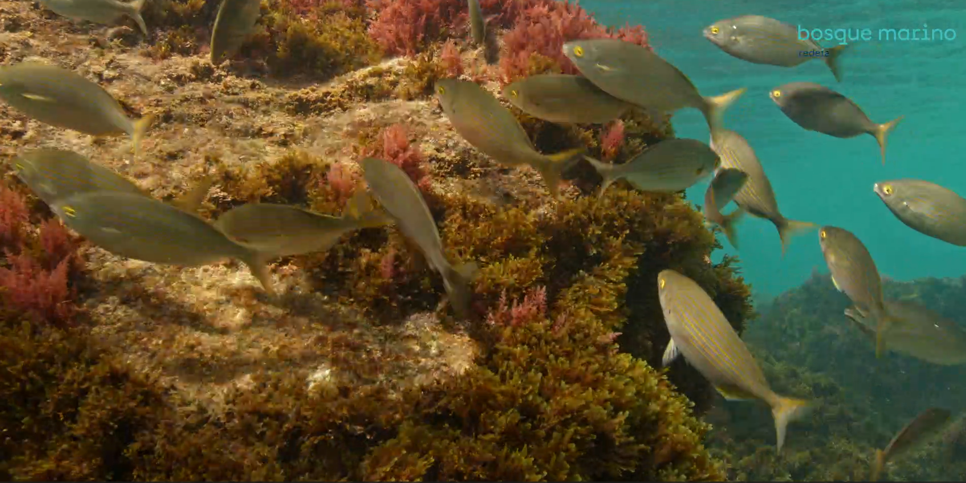 Bosque marino:  una apuesta estratégica de Redeia