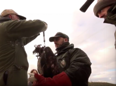 Radio seguimiento por satélite del águila real en Navarra Ir al vídeo