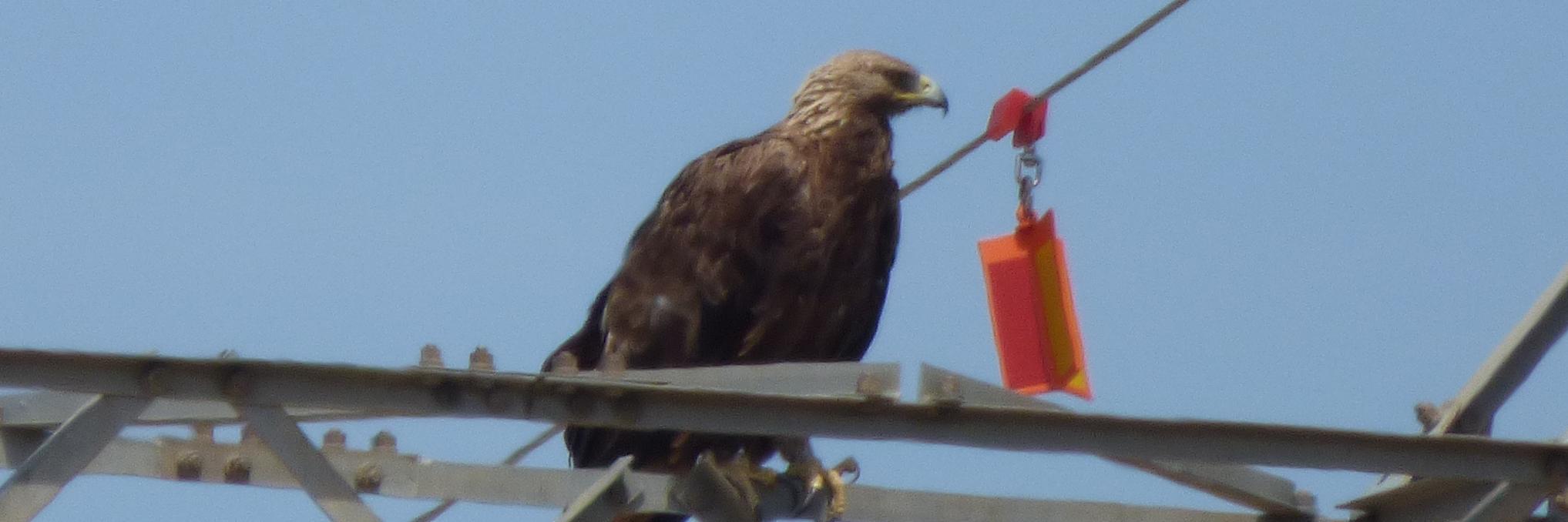 Luna, un águila real marcada que utiliza a diario los apoyos de Red Eléctrica como oteadero, posadero o refugio.