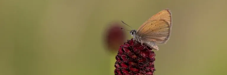 Mariposa hormigonera