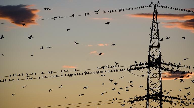 Las líneas eléctricas pueden ayudar a la conservación de algunas especies