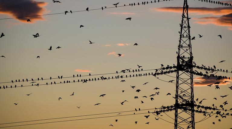 Electricity lines can assist in the conservation of some species