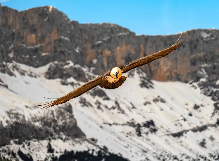 Quebrantahuesos volando sobre las montañas de Picos de Europa