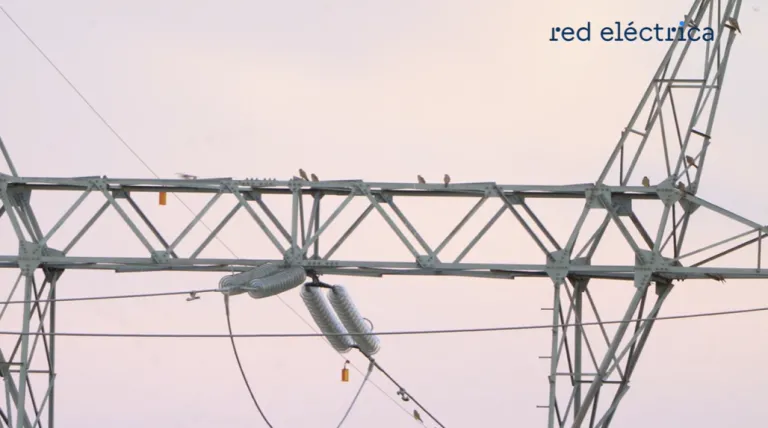 Cernícalos en una torre eléctrica