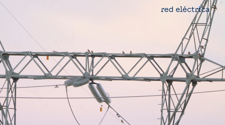 Cernícalos en una torre eléctrica