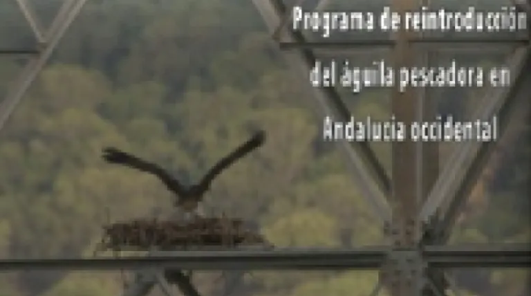 Ir al vídeo