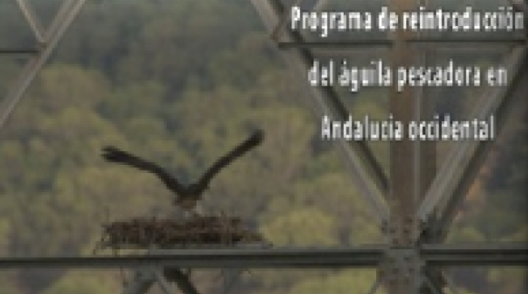 Ir al vídeo