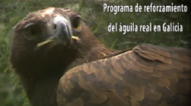 Ir al vídeo