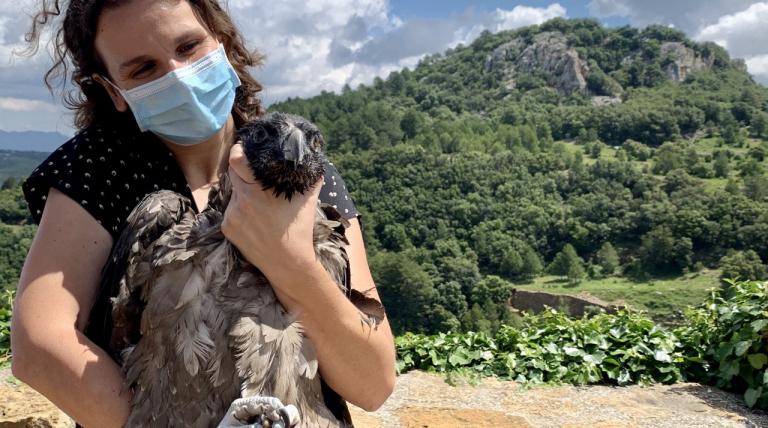 Castellón welcomes two new bearded vulture nestlings