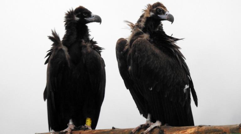 The cinereous vulture returns to the Iberian system