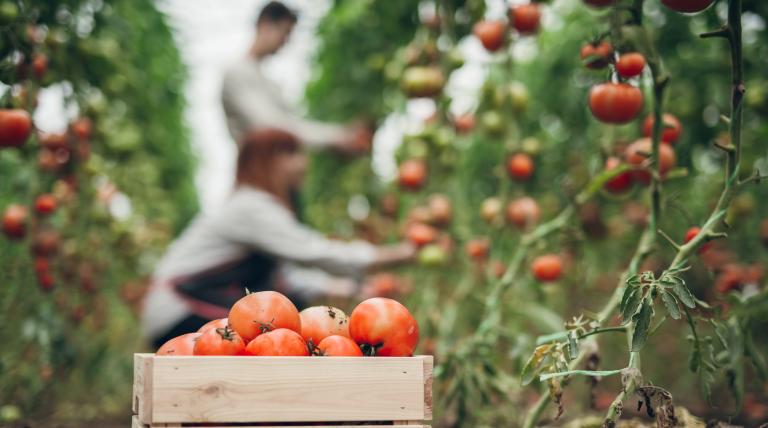 A platform set up to help small farmers to market their products