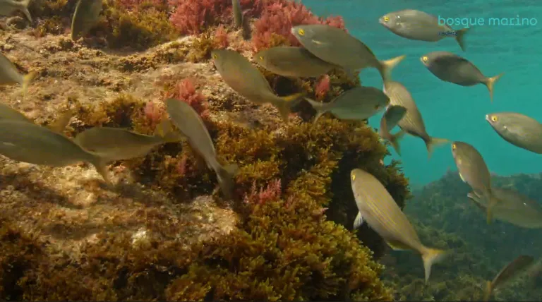 Bosque marino:  una apuesta estratégica de Redeia