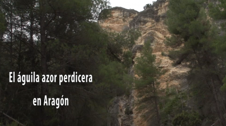 Ir al vídeo
