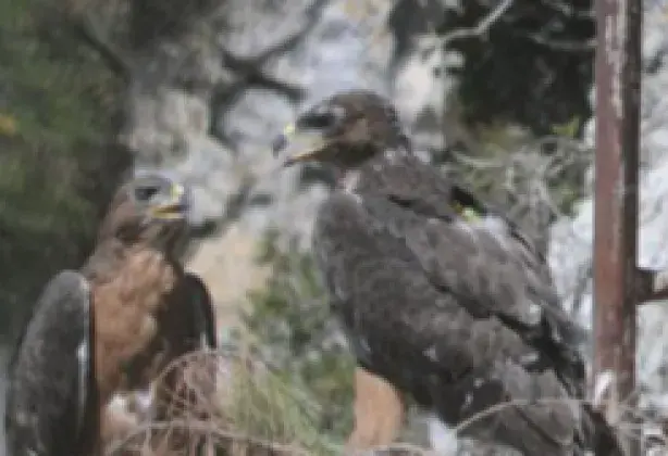 Avifauna