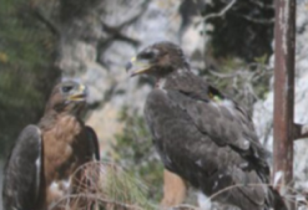 Avifauna